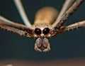 Ogre-Faced Spider — Original Bugg Creation