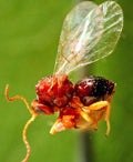 Gall Wasp — Original Bugg Creation