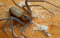 Brown Recluse Spider- Original Bugg Creation