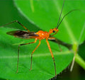 Orange Assassin Bugg — Original Bugg Creation