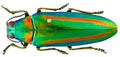 Jewel Beetle — Original Bugg Creation